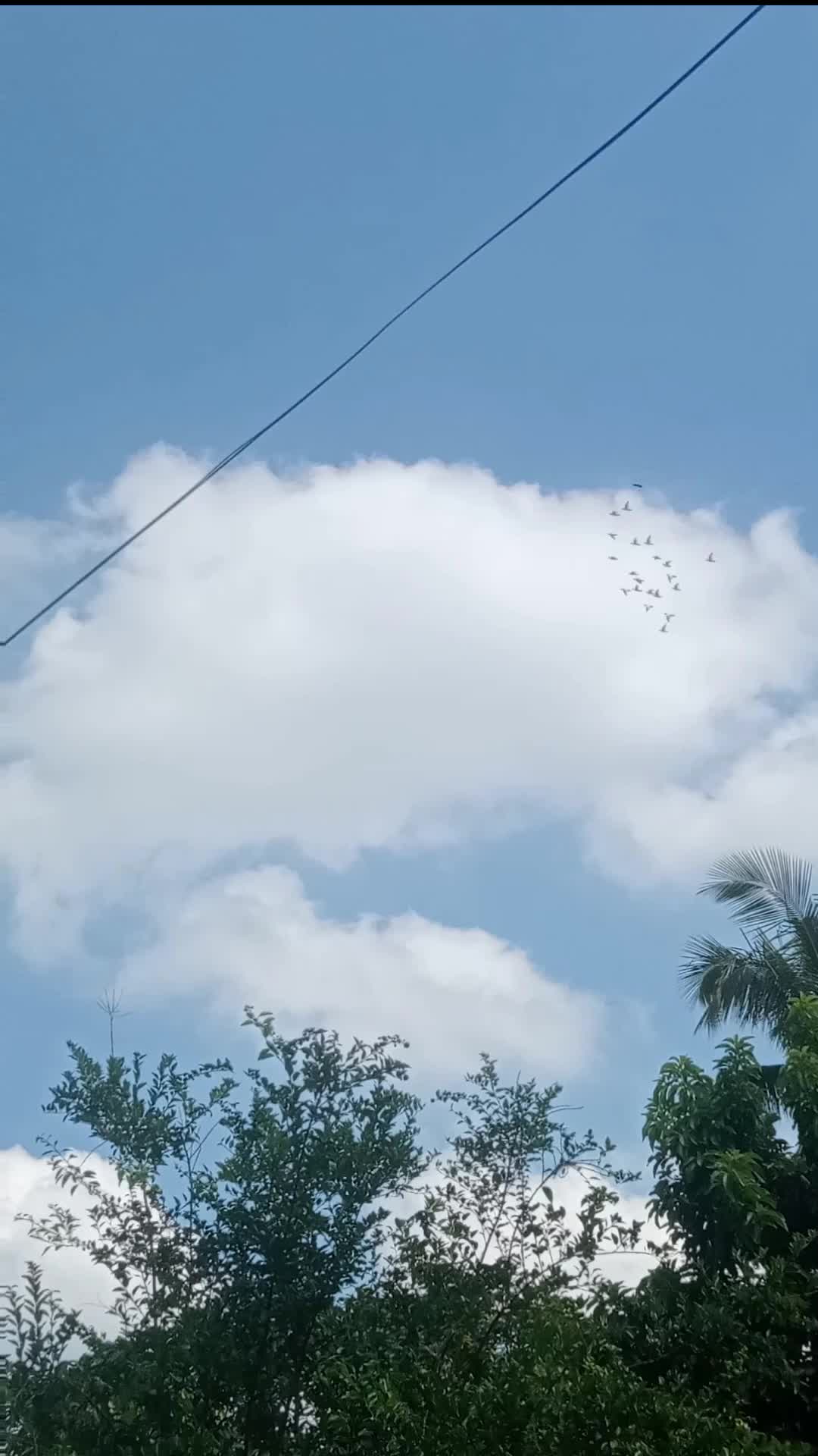 merpati terbang tinggi 