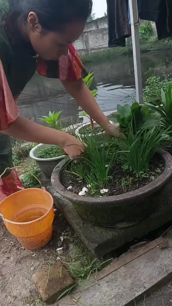 Panen sayur disekitar rumah,ada bayam liar,kucai dan pucuk ubi jalar
#panensayur 