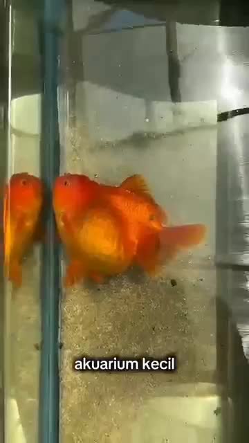 Menolong ikan yang perutnya membengkak🥺❤ #animallovers #fyp 