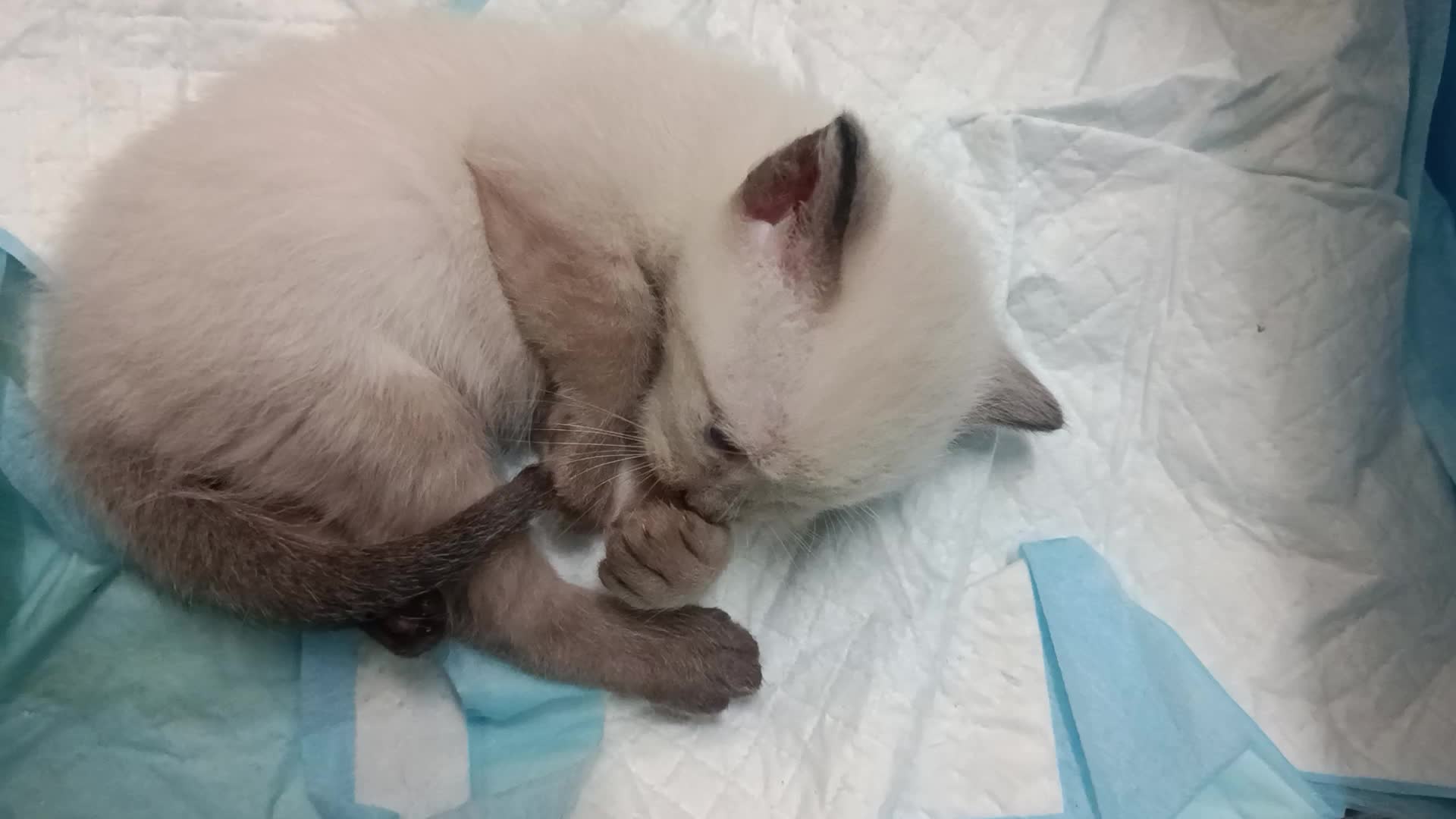 kucing comel #Baby miaoww lucu 