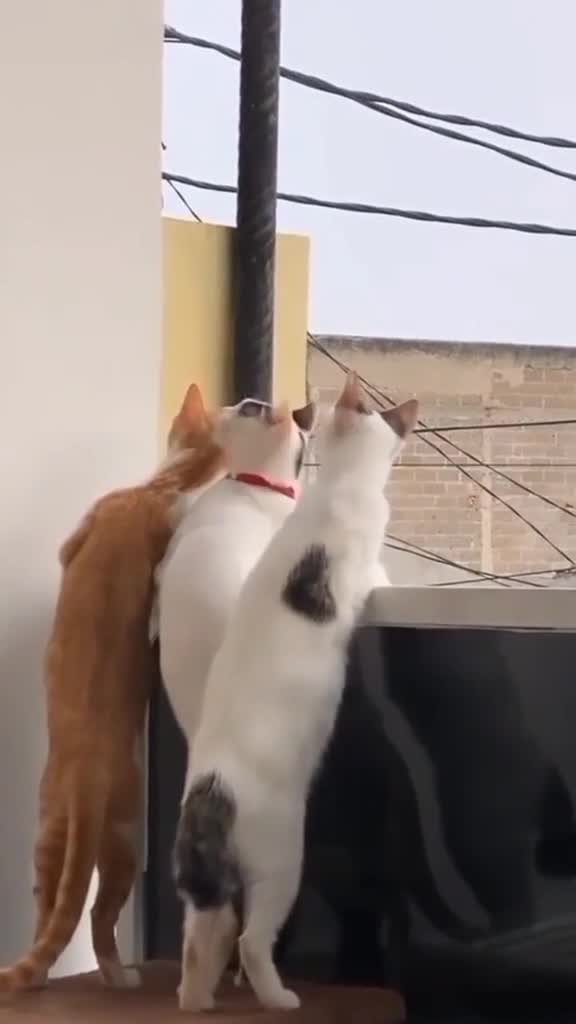 Tukang Nguping Tentangga Ribut 🤣