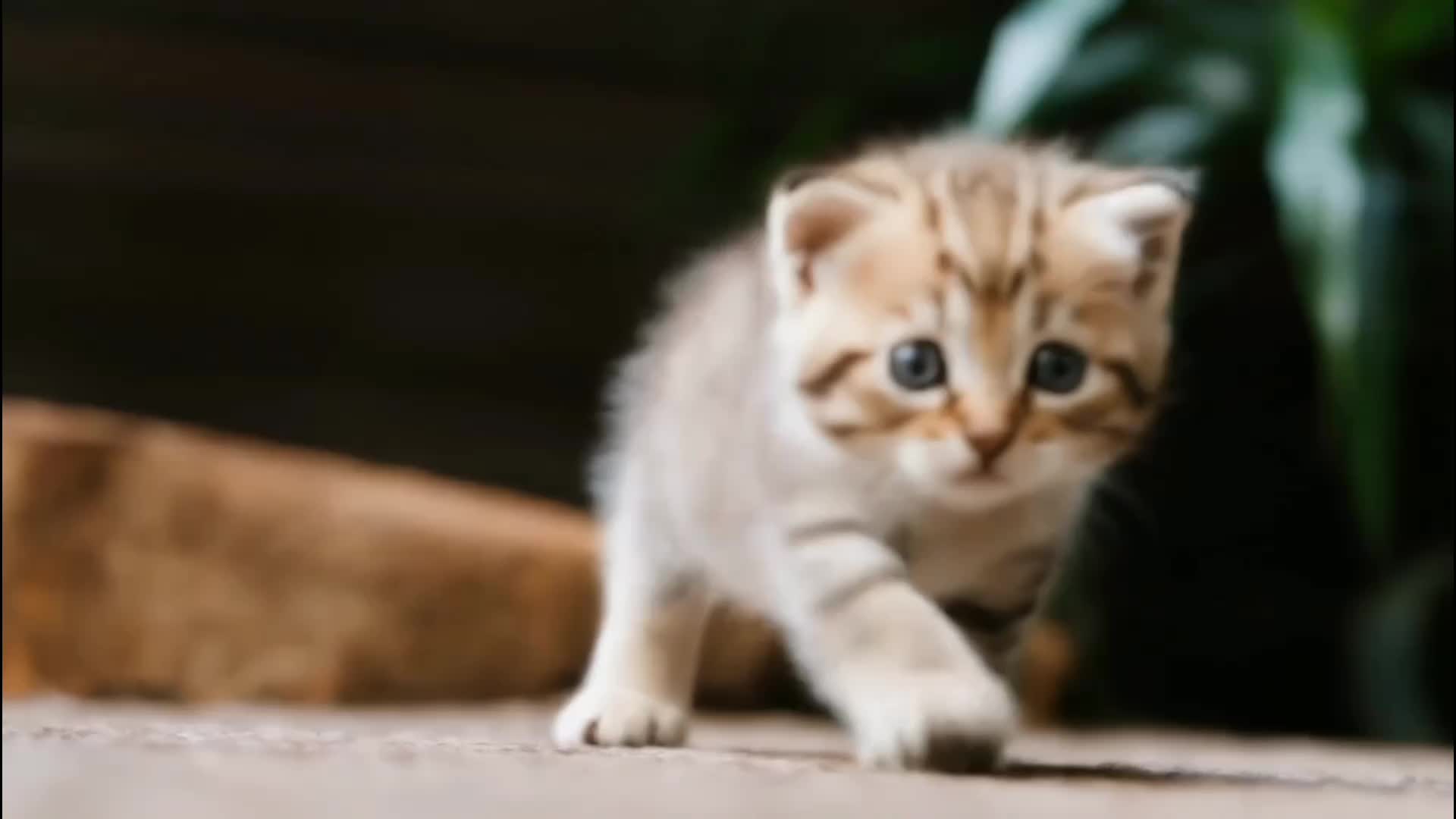 baby cat  #cat  #CuteKittens  