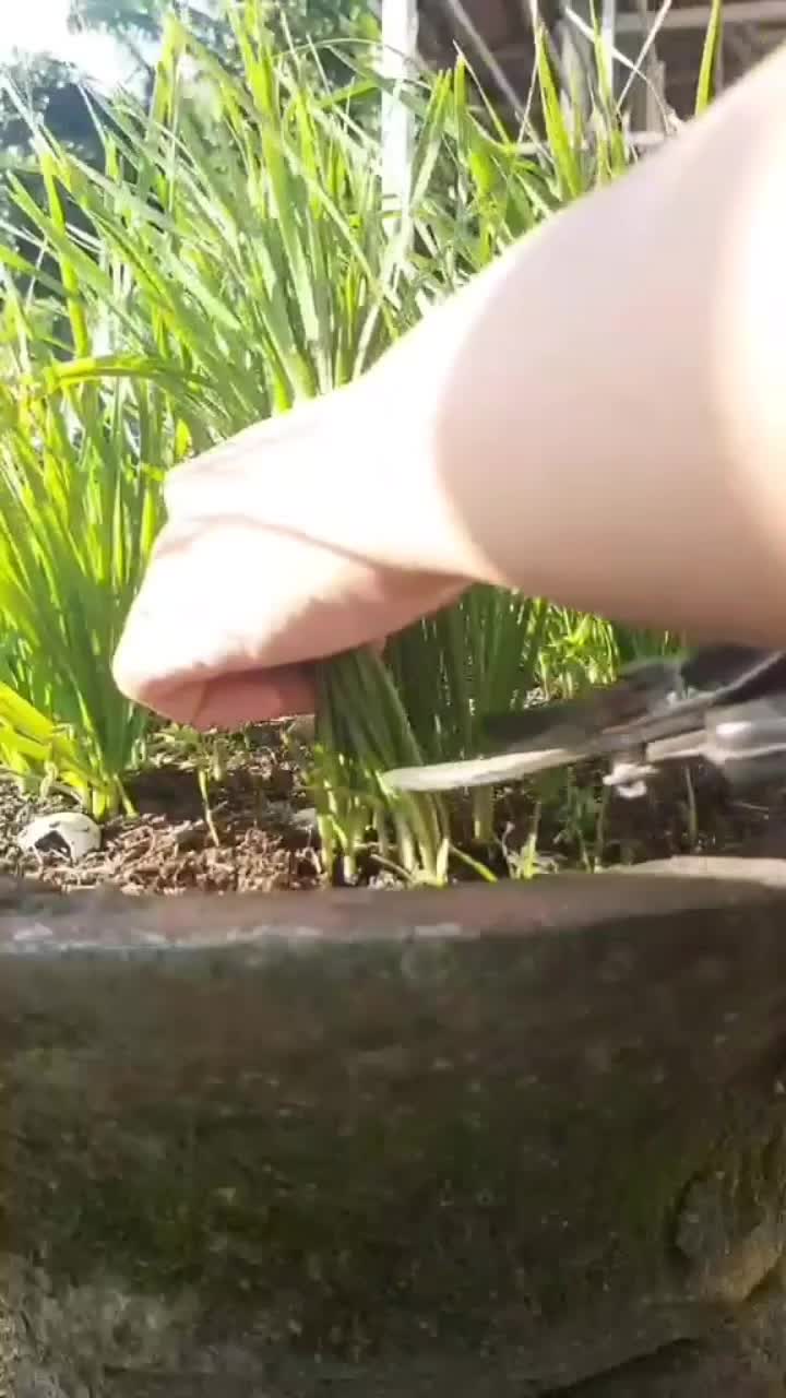 sayuran perennial memang paling mantap ditanam

#Berkebun  #menanamsayur #panensayur #hobiberkebun #mandiripangan 