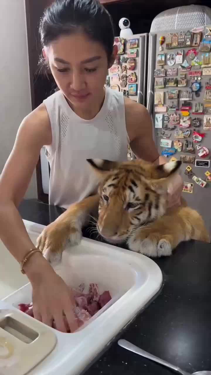 kasih makan 

 #videolucu
