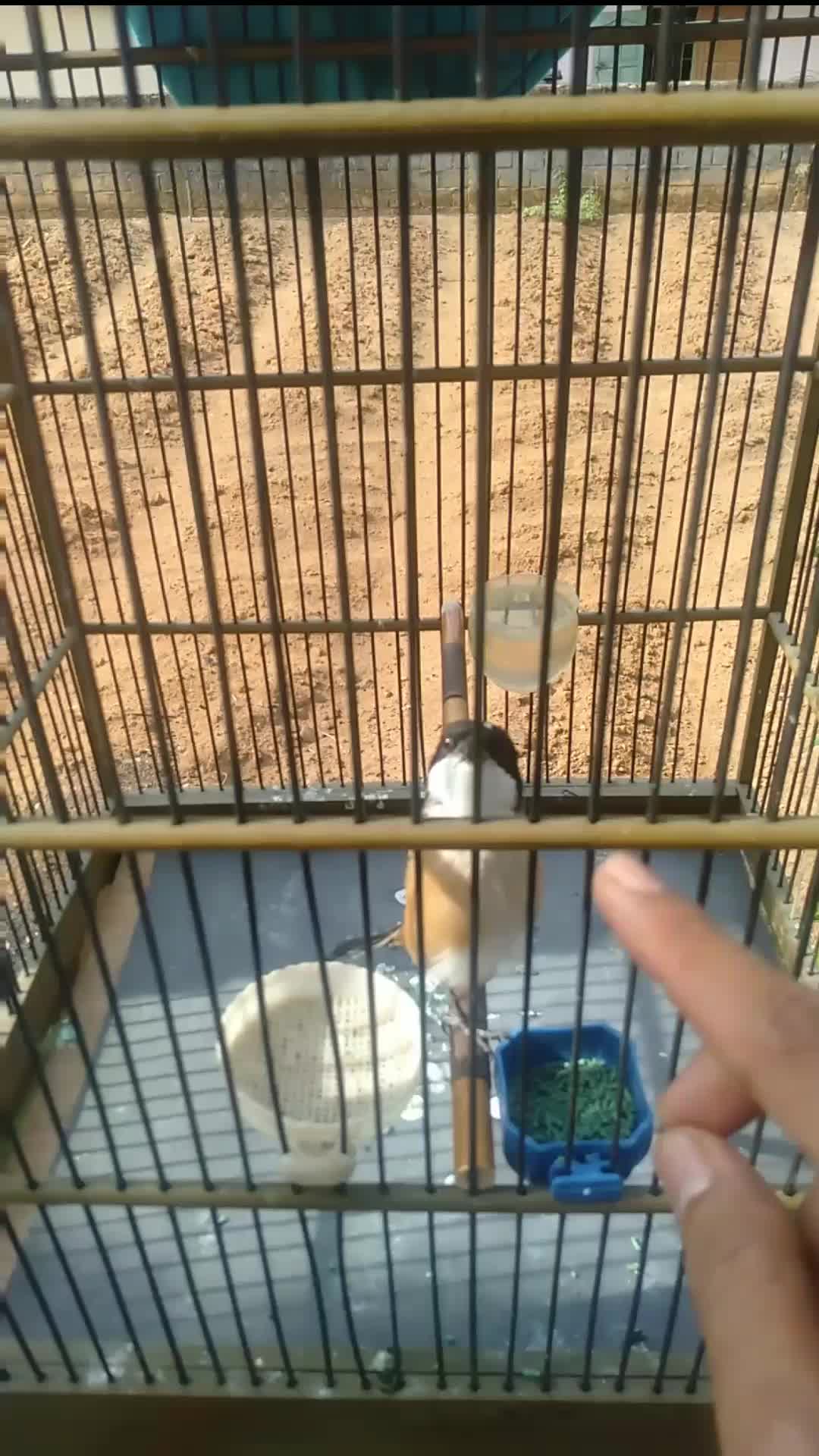  pentet isian Tengkek Buto #RCTIPlus  #HOTrctiplus  