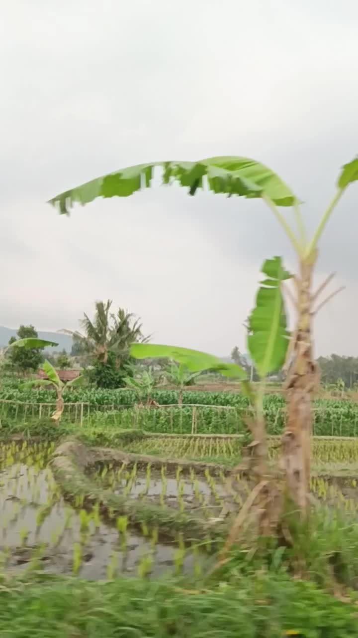 jangan heran kalo setiap aku kaluar rumah
pasti nemu sawah  #short  #HOTrctiplus  #RCTIPlus 