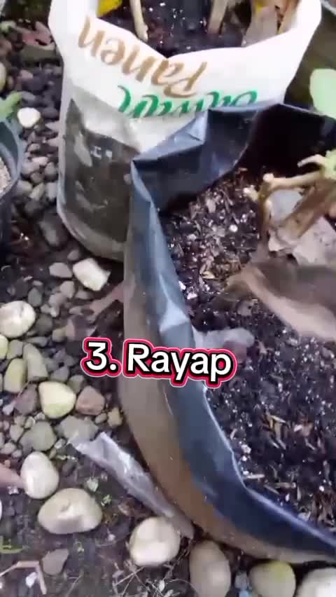 Intermezo #menanamdihalamanrumah #menanamtomat #kebun #berkebundihalaman #hama #belalang #siput #kutuputih #perusak 