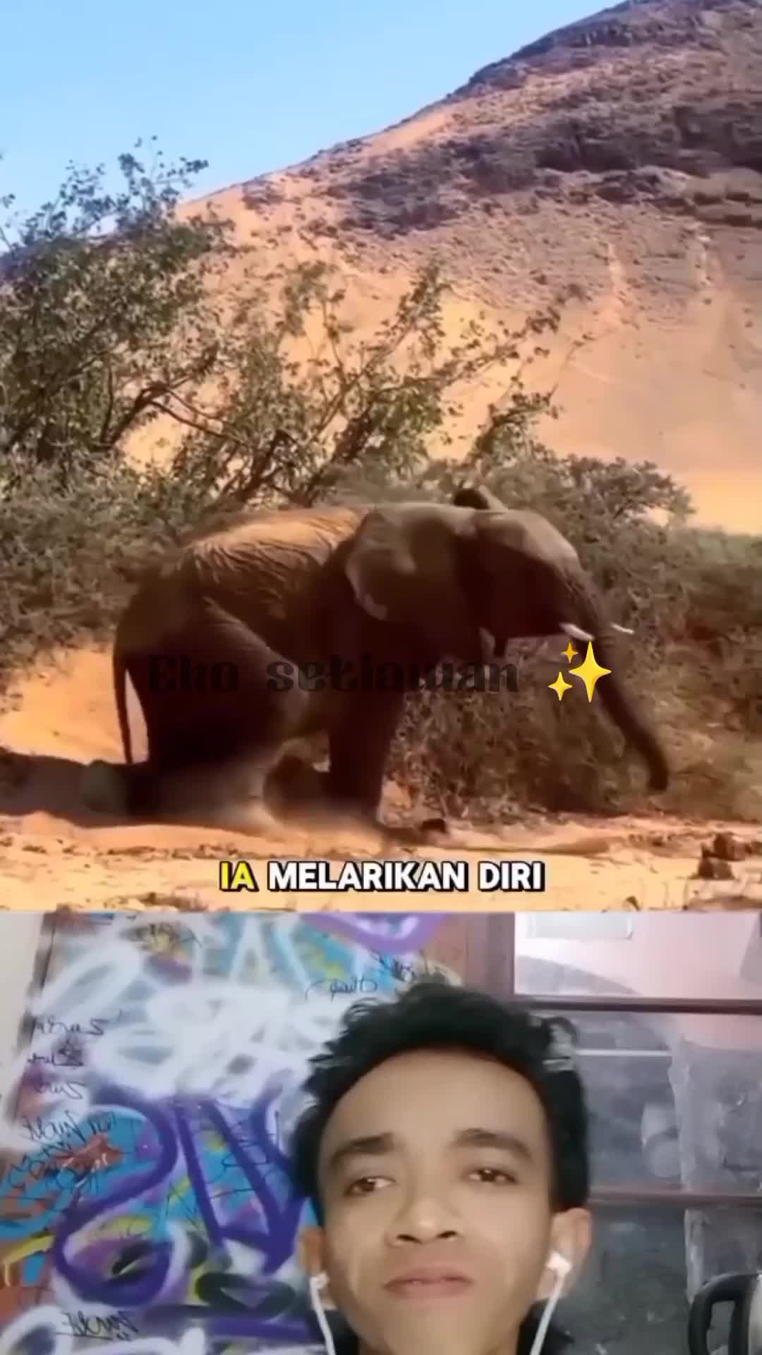 seekor gajah yang melukis keluarganya ??