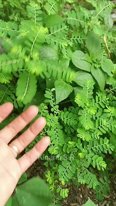 Tanaman herbal meniran, sharing khasiatnya yuk #tanamanherbal #herbalmeniran #meniran #daunmeniran #shortplus 