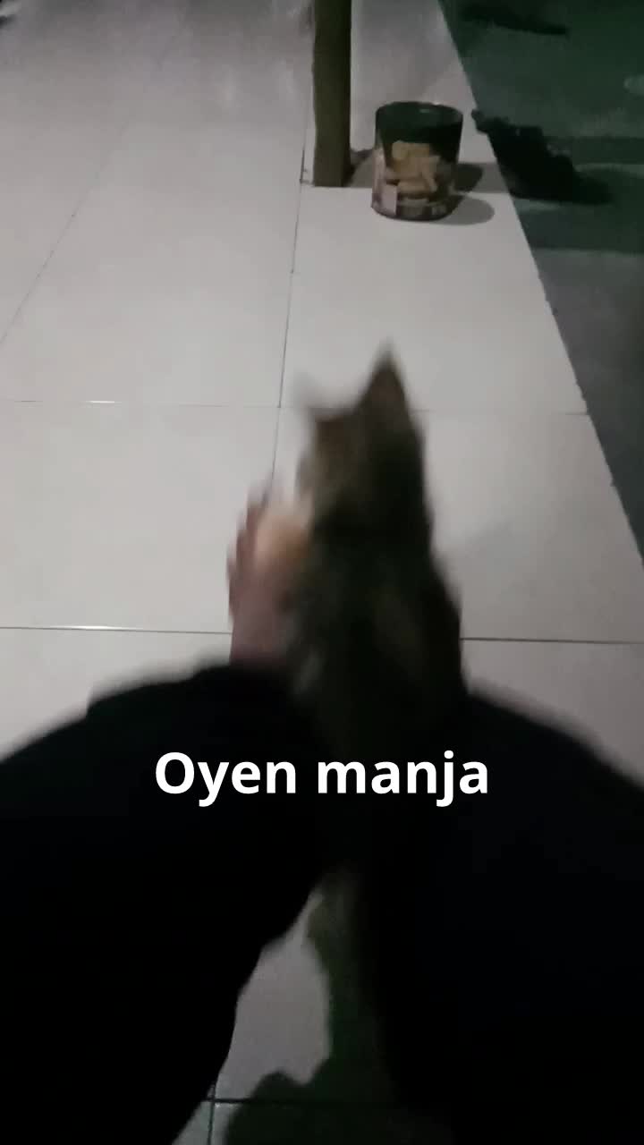 oyen sedang pingin di manja 
 #sioyen 
 #kucingoyen 