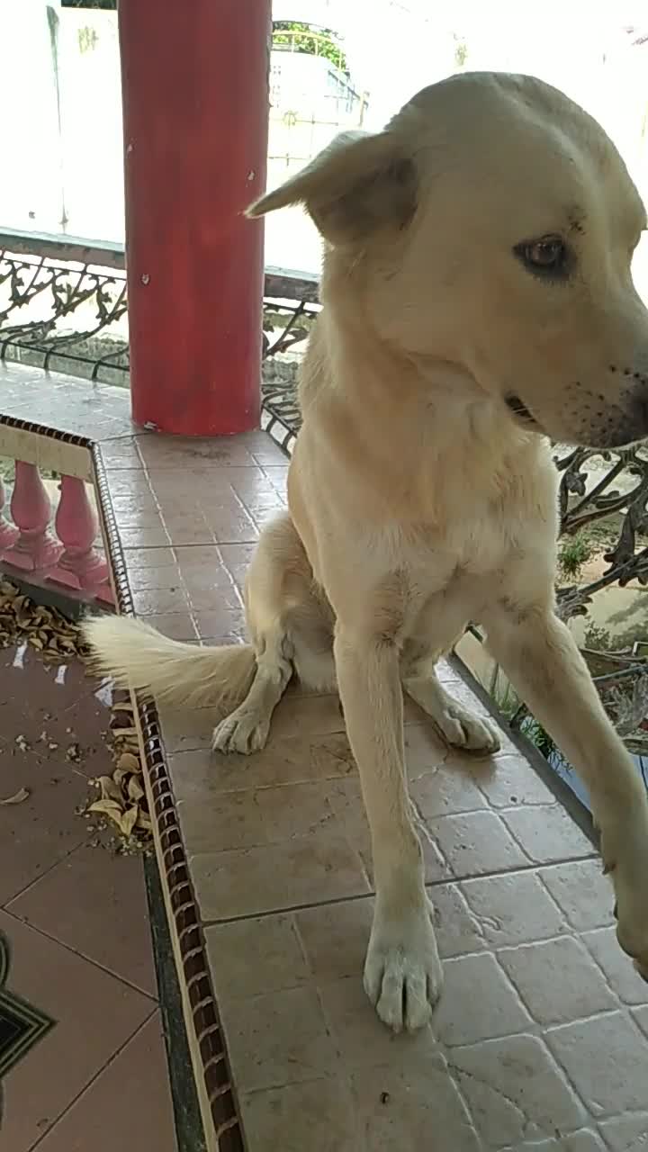 Ngajak main salah atu hound peliharaan saya di gasebo depan rumah.