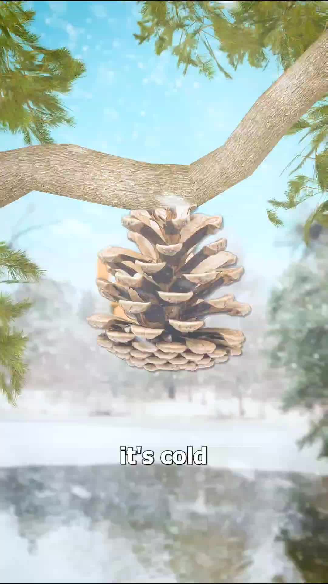 What The Heck Is A Pine Cone
