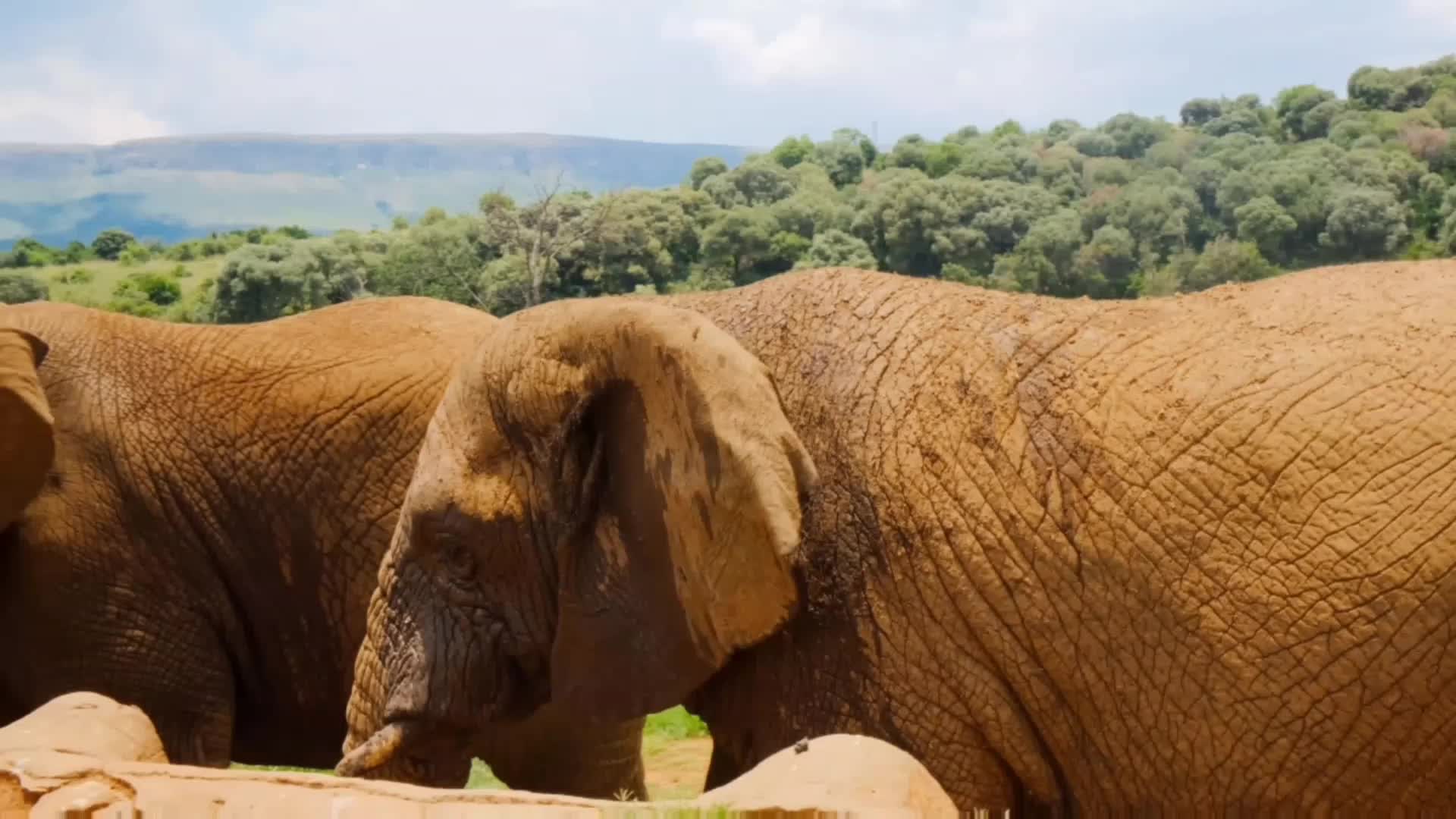 gajah 🐘 Afrika  #staycation
 #shortplus  #NadanadacintaEvitamala 