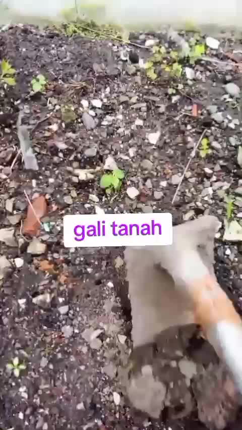 #tipsmudahberkebun #caramenanamjahe #kebunshaka  