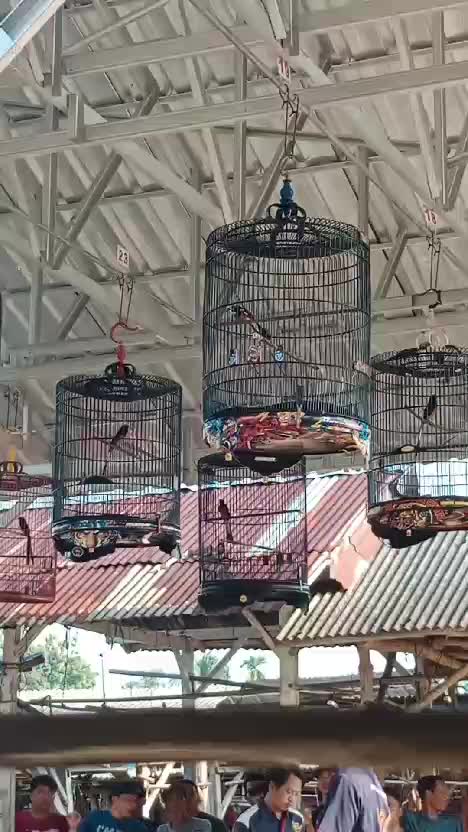 Kontes burung murai batu kejuaran nasional