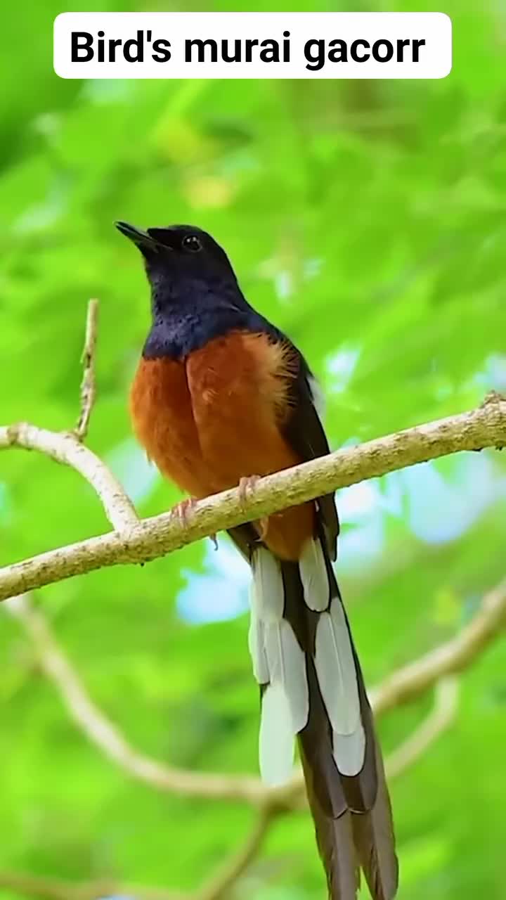 murai gacor  #burung #hewan #kicaumania 