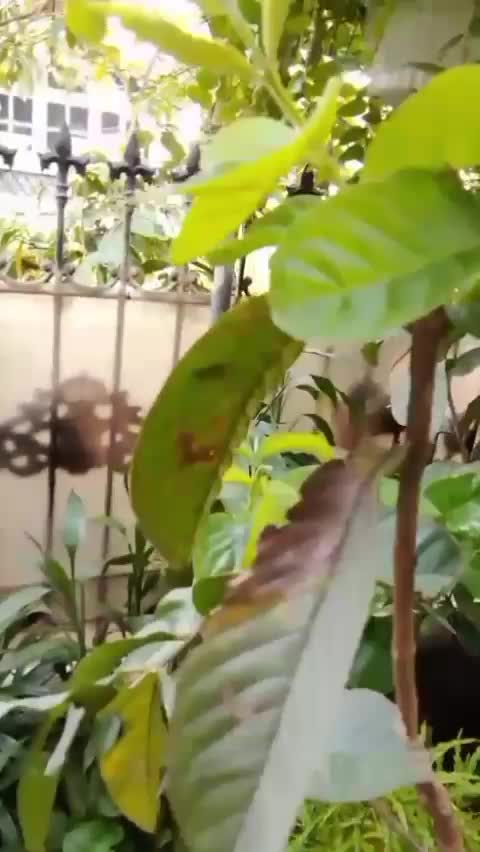 panen 5 langkah cara kebun shaka  #kebunshaka  #panen5langkah  #pupukinfarm  #berkebun  #tanamanmacettumbuh 