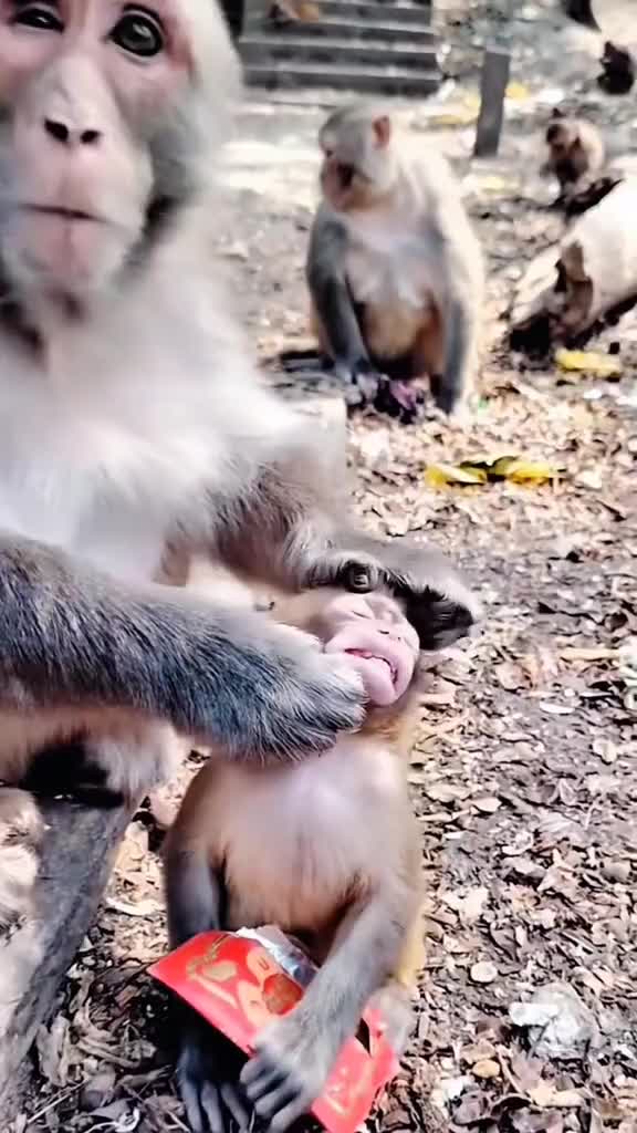 ibu monkey menyelamatkan anaknya yang keselek
