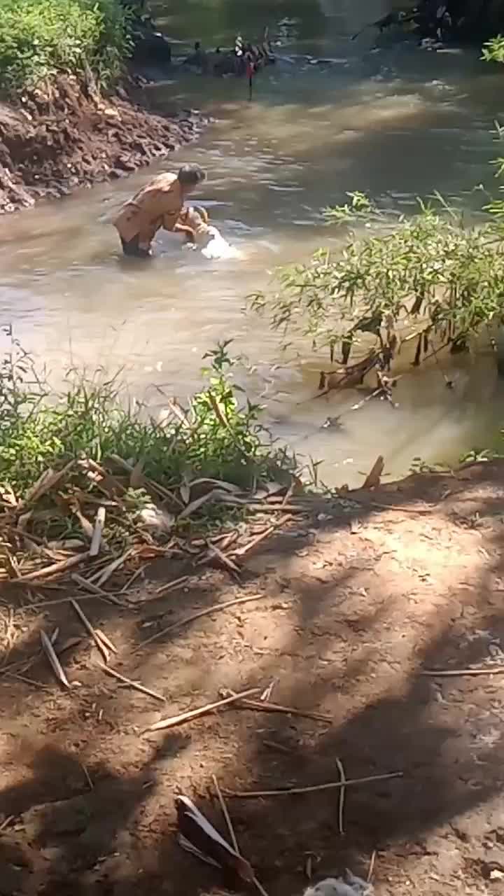 mandiin domba disungai gaes 