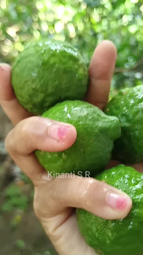 panen jeruk purut di halaman. buahnya berlimpah #berkebun #shortplus #hidupdidesa 