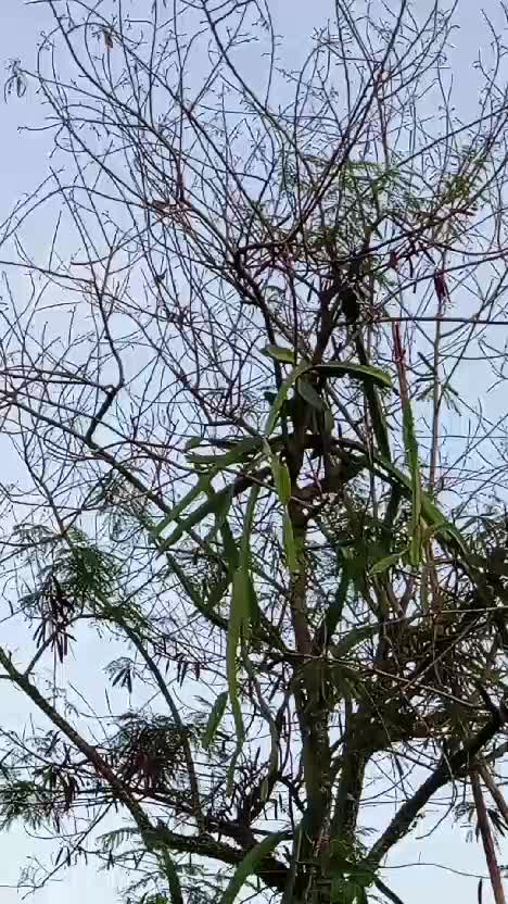 sekelompok burung bernyanyi di ranting yang kering #burungkicau 