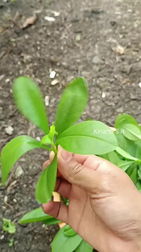 Petik gingseng jawa liar di kebun, untuk dibuat tumisan lauk makan
#berkebun #berkebundirumah #menanamdipolibag #fyp #gingseng 