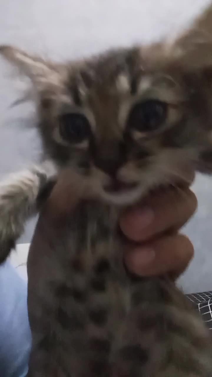 kucing ras anggora keren #kucinglucu  #oh Gini POV kucing  #bisa jadi kucing pelacak nih 