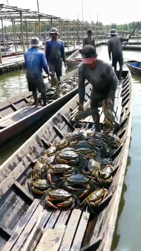 kepiting bakau  #ikan  #kepiting  #udang 