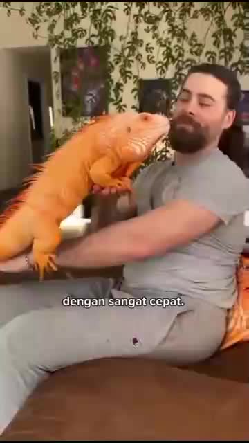 Siapa sangka, telur kecil yg di sangka telur cicak, saat di pelihara seiring berjalannya usia berubah seperti menjadi seekor naga



#fyp #s