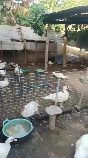 mentok gemoy
#HOTrctiplus #RCTIPlus #shortplus 