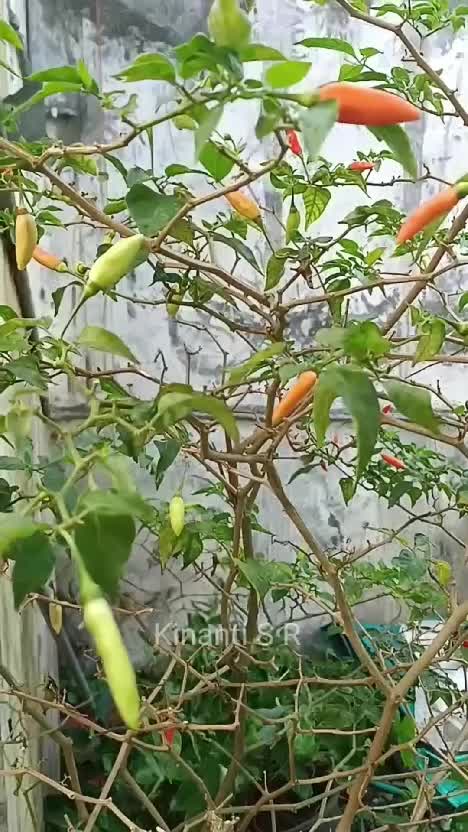 aktivitas sehari-hari berkebun di desa #shortplus #berkebun #Berkebun 