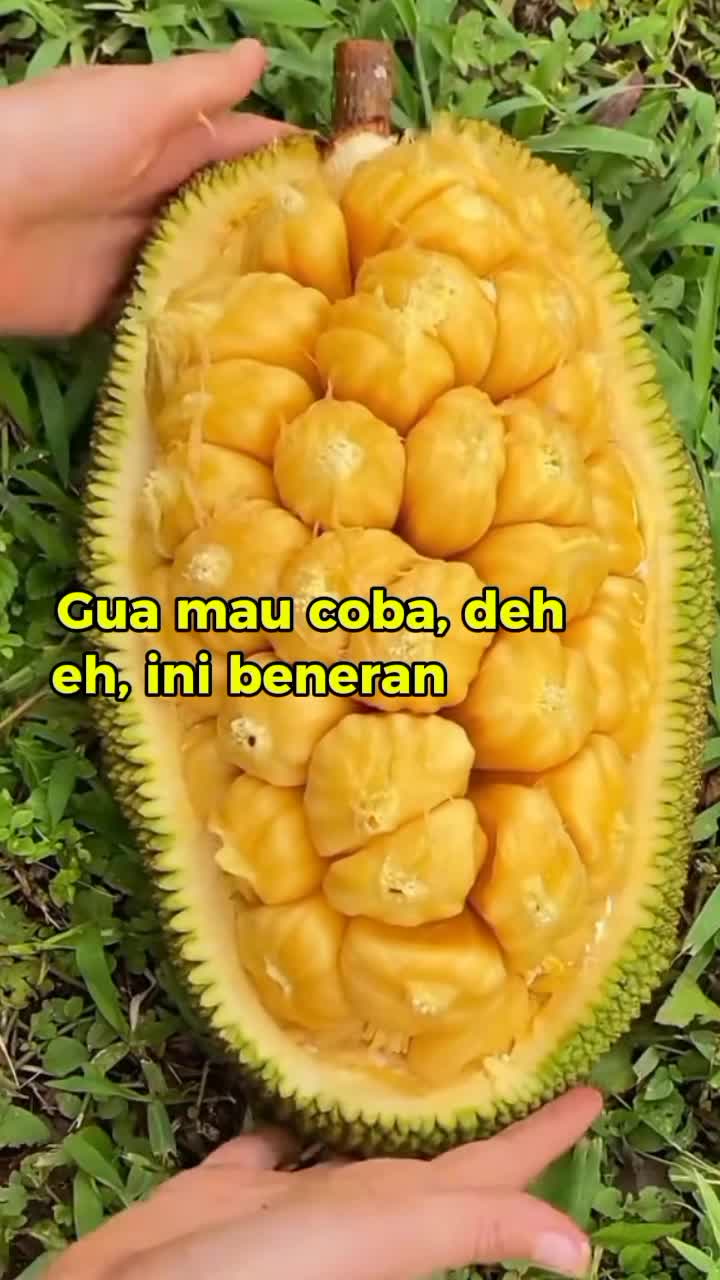 buah nangka viral#RCTIPlus #viral
