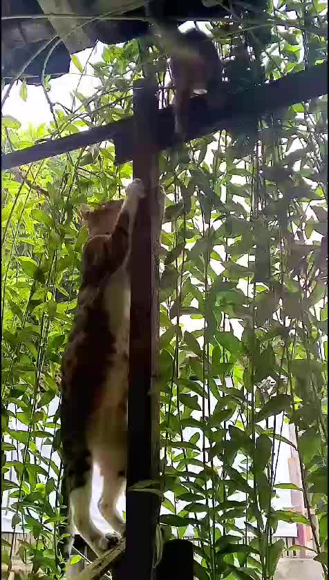 Kucing Lucu #kucing #RCTIPlus  #