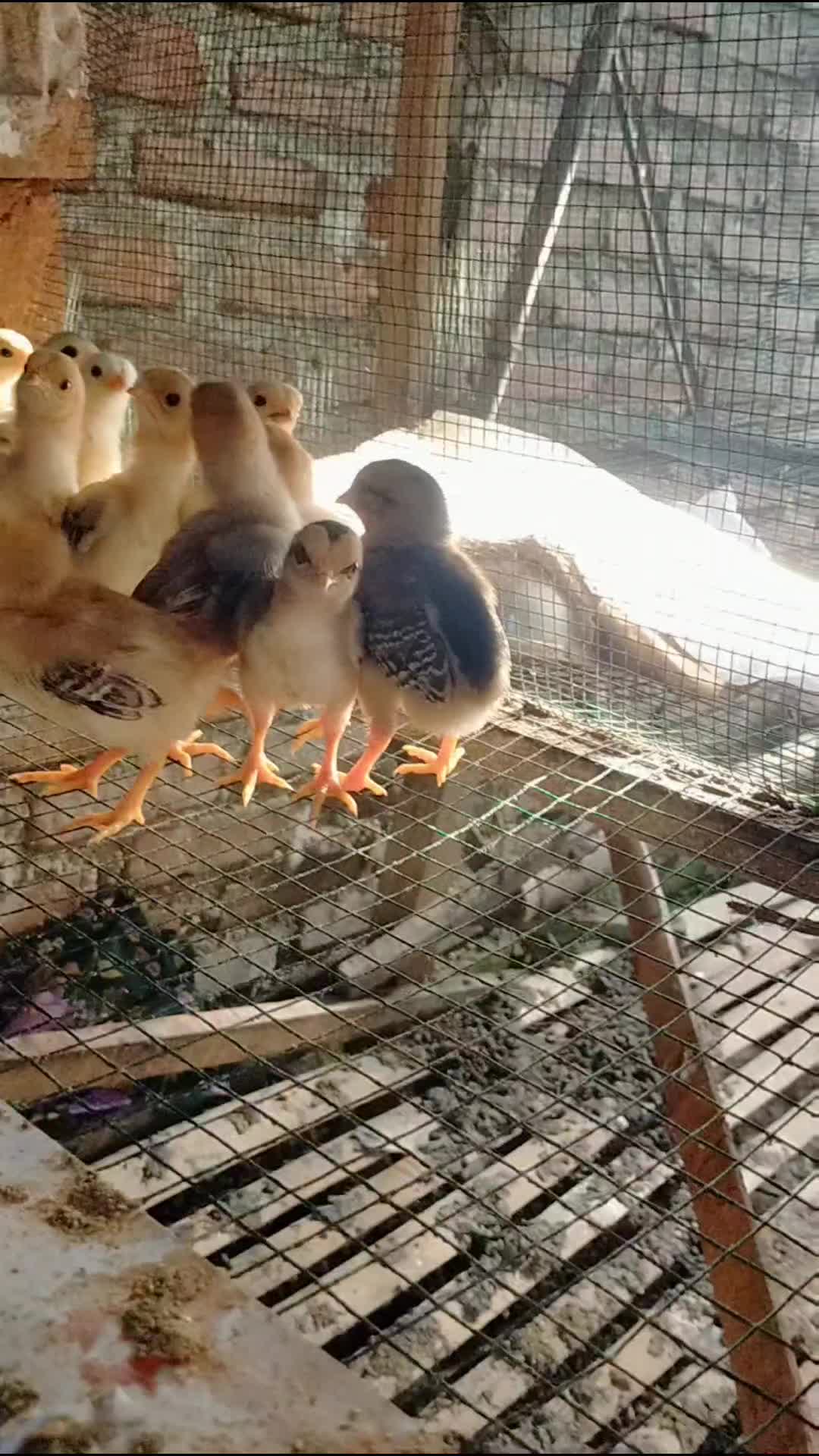 Peternak pemula
 #ternakayam
 #jualayamkampung 