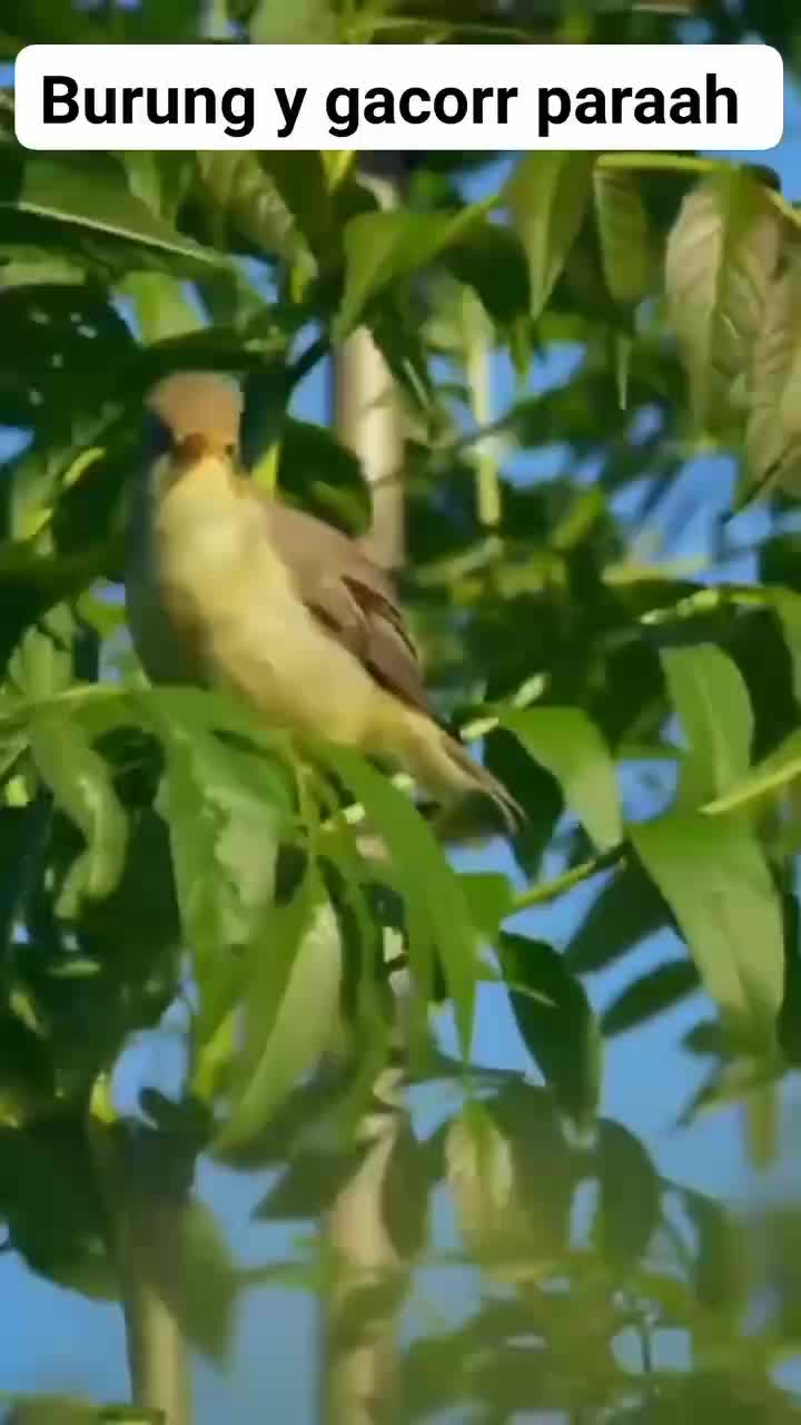 burung gacor  #bird #burung #hewan #animal