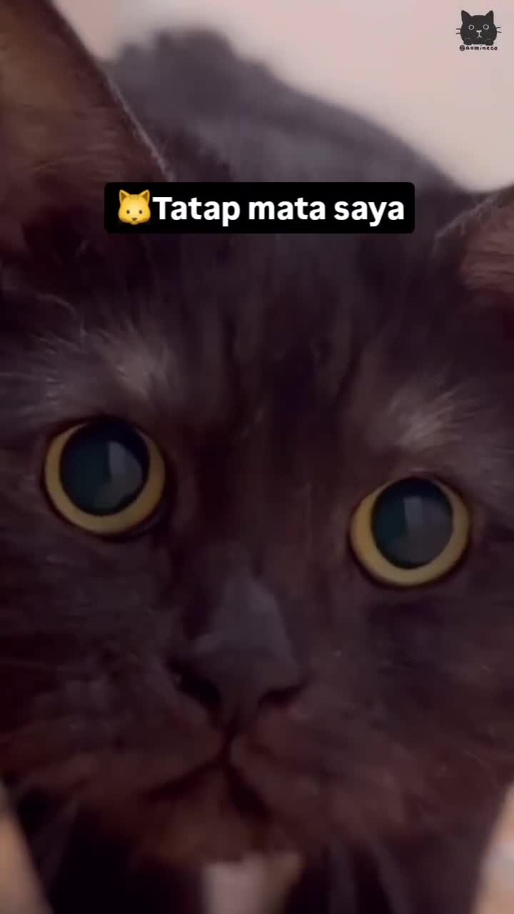 Hipnotis 
#Fyp #kucing #kucingindonesia #videoviral #videolucu #videongakak #ngakak #lucu #like #dagelan #HOT
