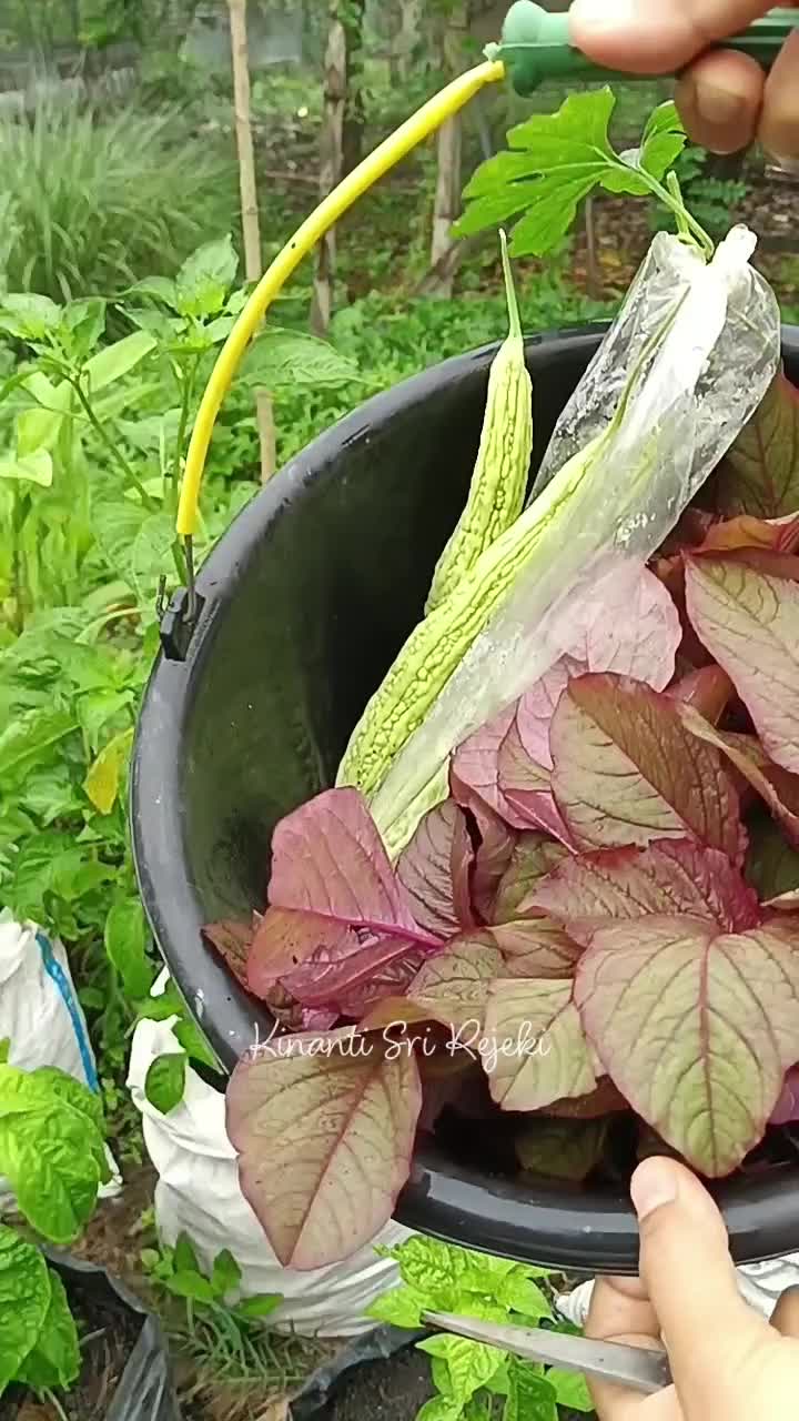 Petik bayam merah lagi
#HOTrctiplus #RCTIPlus #shortplus #shorts #Berkebun #berkebundirumah #gardening 