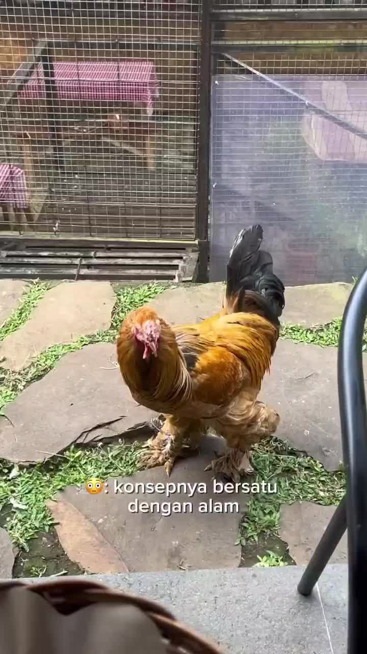 Bree Cijeruk
#Fyp #masakanenak #reviewmasakan #kulinerviralbogor #kulinerbogor #bogor #bogorhits #rekomendasikuliner #food #lovekuliner
