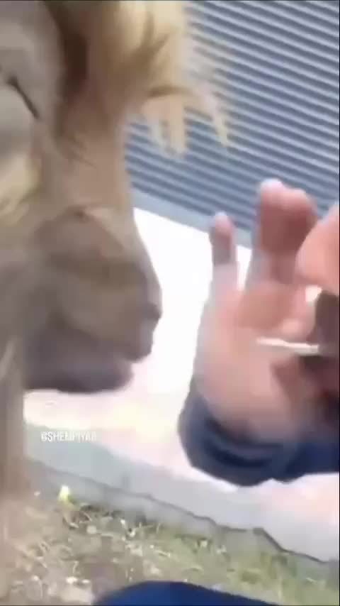 menyala 🔥 #kambing 