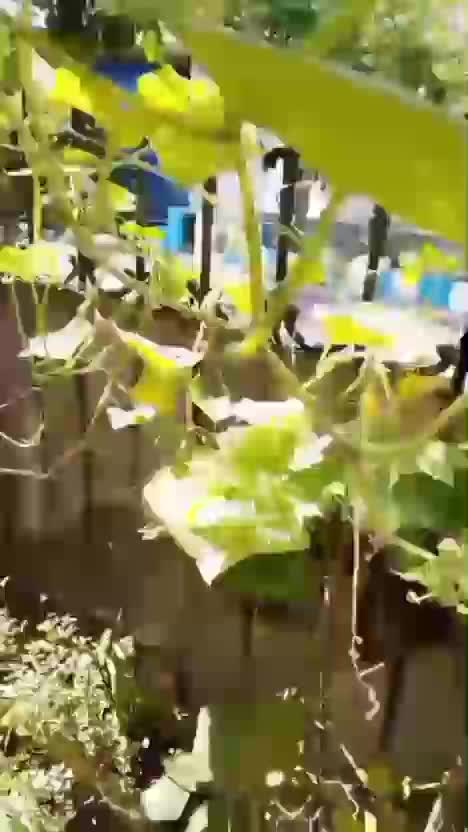 pupuk untuk kebunku   #kebunshaka 