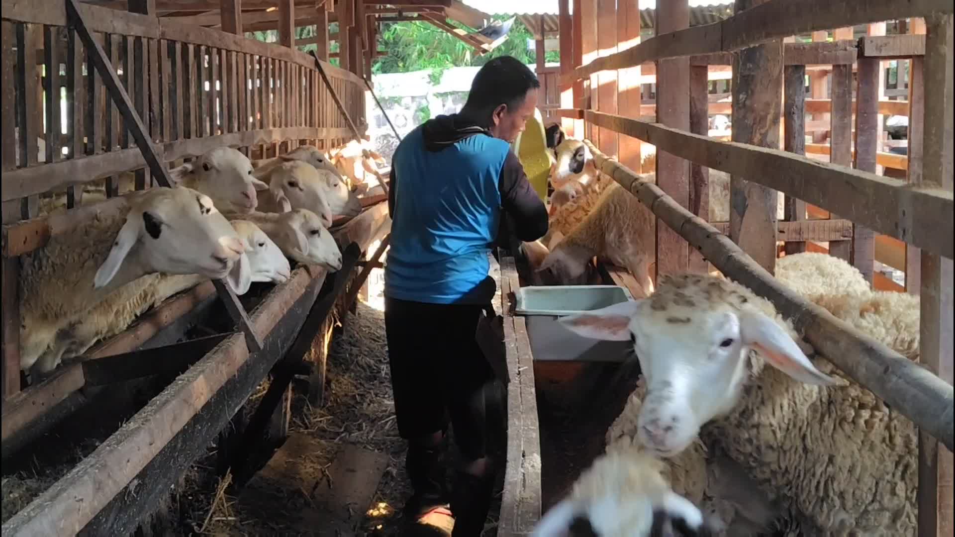 Budidaya Domba pedaging di Ngawi, lebih hemat pakai pakan fermentasi. Follow dulu video lengkap segera diupload 😁 #ngawi #domba #peternakand
