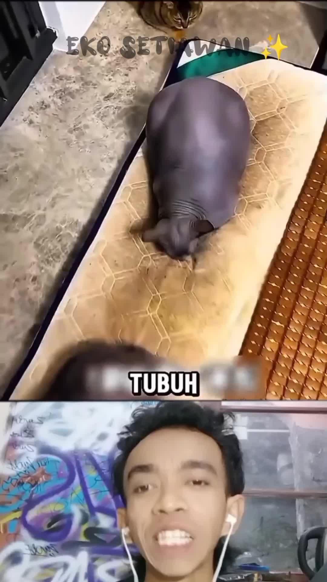pemilik rumah itu kaget karena tiba-tiba ada kucing botak di kasur nya?