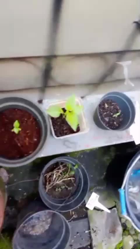 ini alasan kamu harus pakai tray semai  #tray  #traysemai  #Berkebun  #berkebundihalaman  #hobyberkebun 