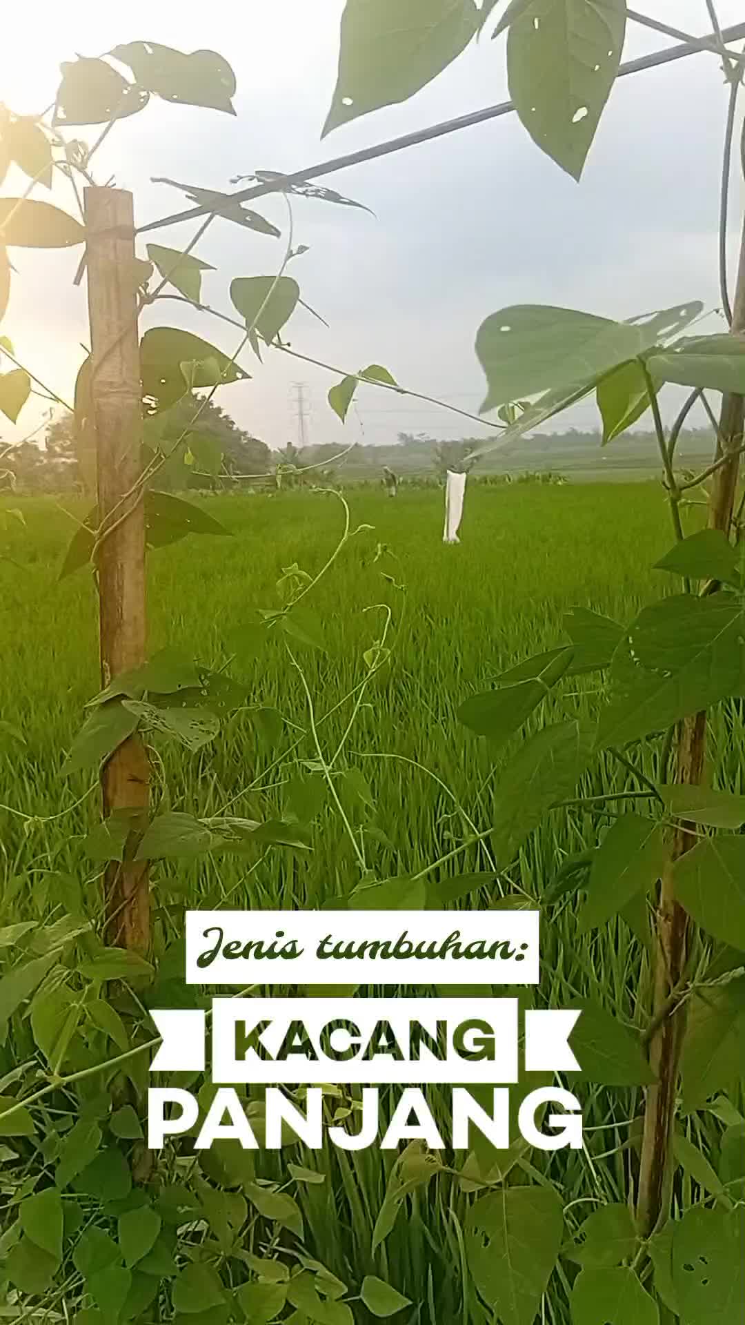  #tumbuhan kacangpanjang