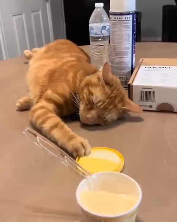 Kucing Oyen modus... #kucingoyen #Kucing #kucinglucu 