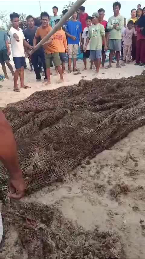 SE ekor buaya Air asin di temukan di lombok timur keruak