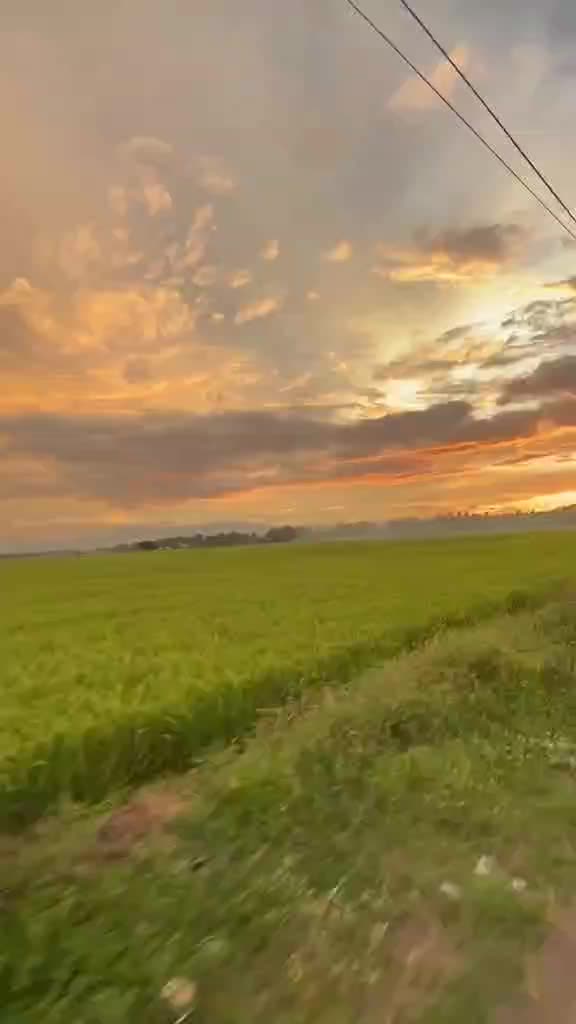Indahnya pemandangan jalan pinggir sawah  #pemandangan  #indahnya  #Jalandatar  #Lagi Pengen Nyium Sawah  #anakjalanan 