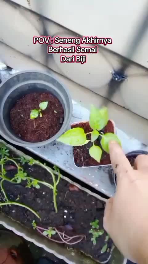 POV berhasil semai dari biji #gustiwiw #luarbiasa #tipsberkebun #rekomendasipupuk #tanaman #menanamdaribiji
