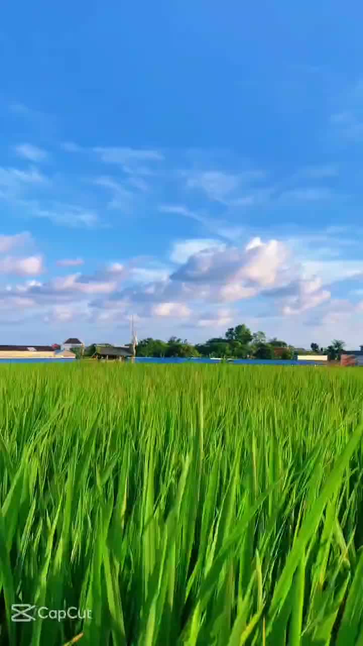 pemandangan tanaman hijau di ladang sawah   #pemandangan yg indah  #wah pemandangan yg indah  #tanaman indah  #Lagi Pengen Nyium Sawah  #lad