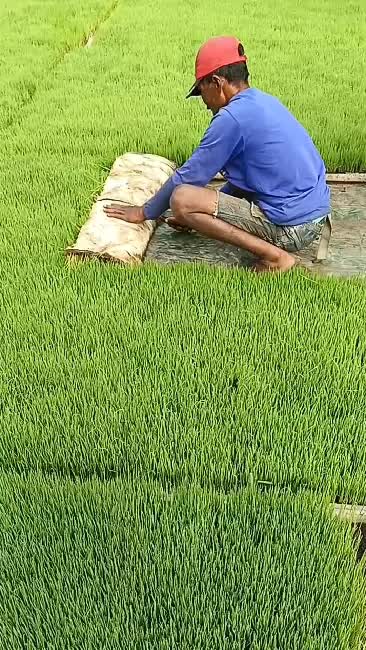 Berkebun, bertani, dan beternak
itulah aktivitas kami yg hidup di desa
#HOTrctiplus #RCTIPlus #shortplus #shorts #berkebun #kehidupandidesa 